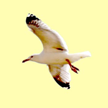 08-gabbiano